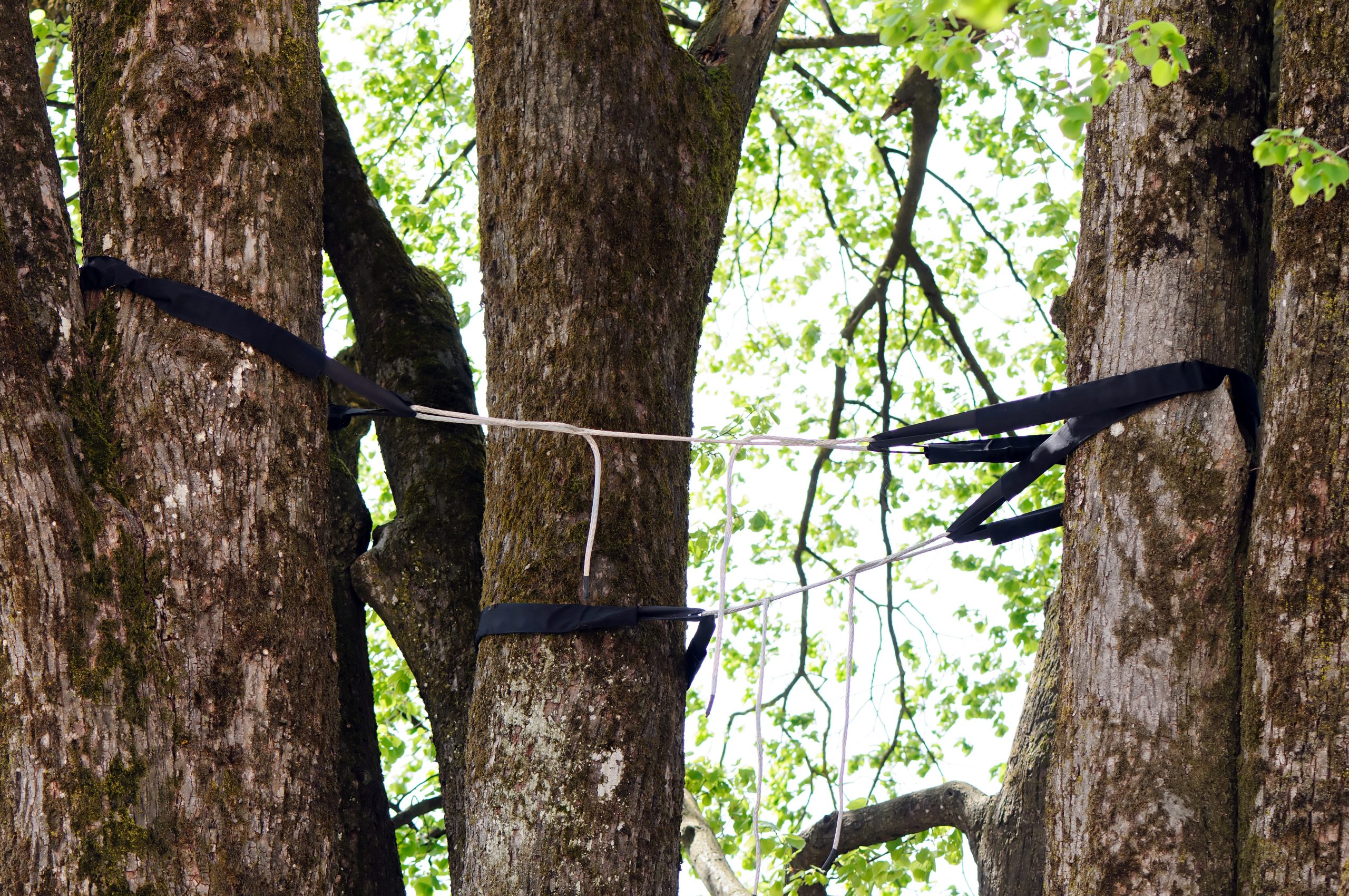 Tree Cabling