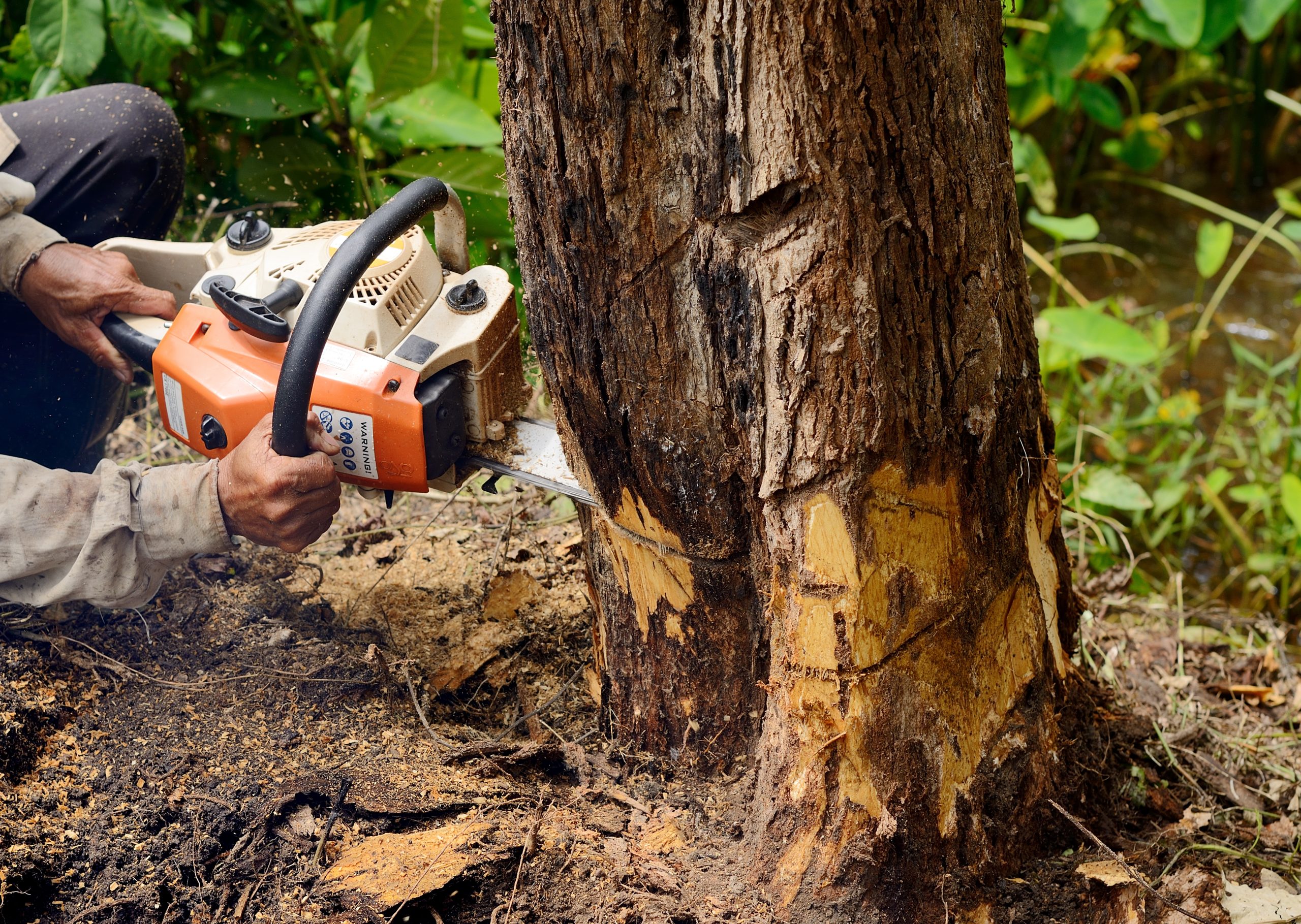 Tree Removal