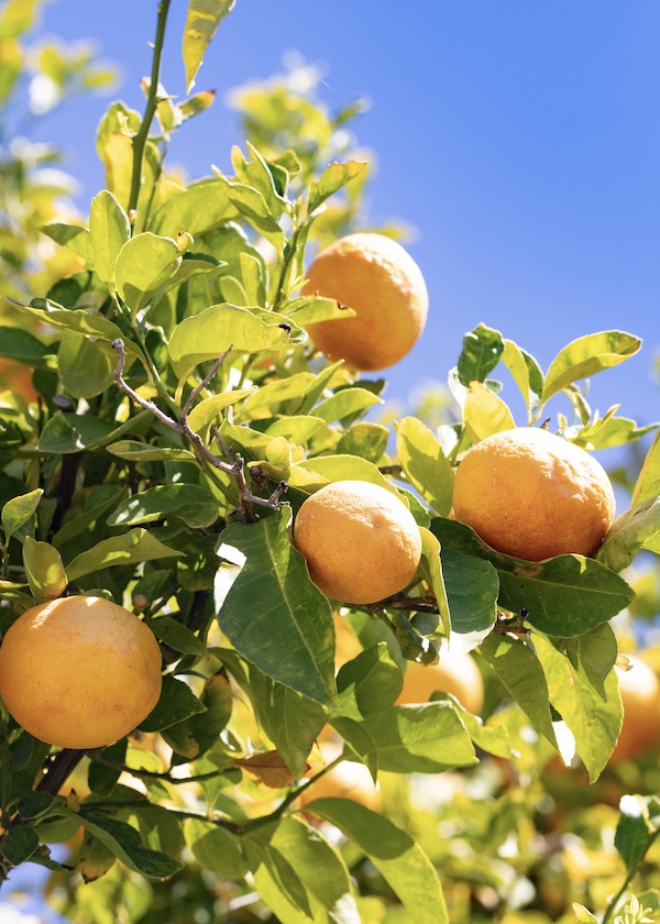 Lush Citrus Trees Featuring Ripe Oranges Under The Clear Arizona Sky During Harvest Season