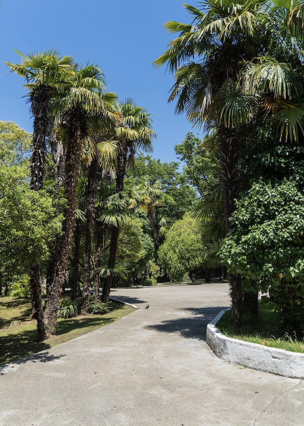 Beautiful Palm Tree With Luxurious Leaves Grows Among Deciduous Trees. Palms Of Washingtonia Filifera, Commonly Known As California Fan Palm, In Landscape Park In Sochi. Nature Concept For Design.