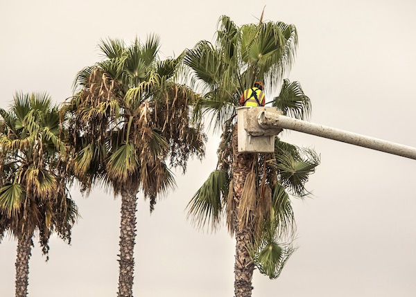 Commercial Tree Service Gilbert Az