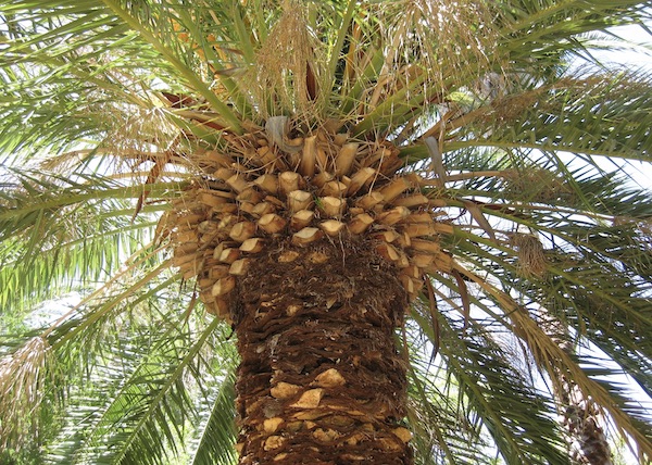 Commercial Tree Service Near Me Chandler Az