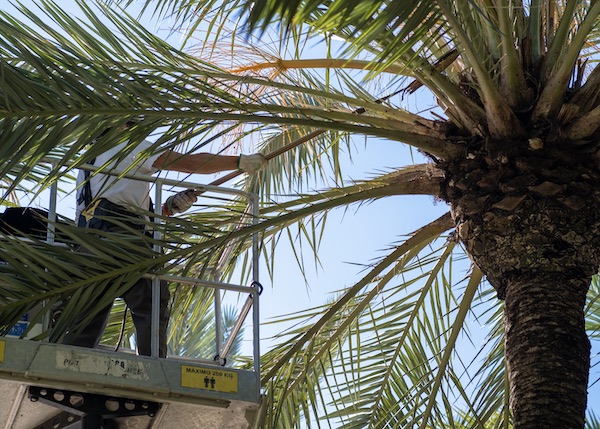 Tree Care Near Me Phoenix Az