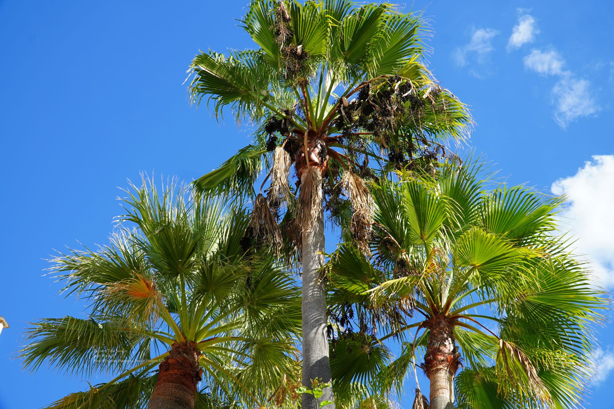 Tree Care Near Me Phoenix Az