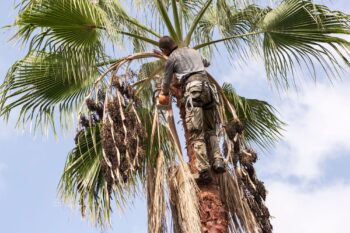 Tree Care Near Me Phoenix Arizona