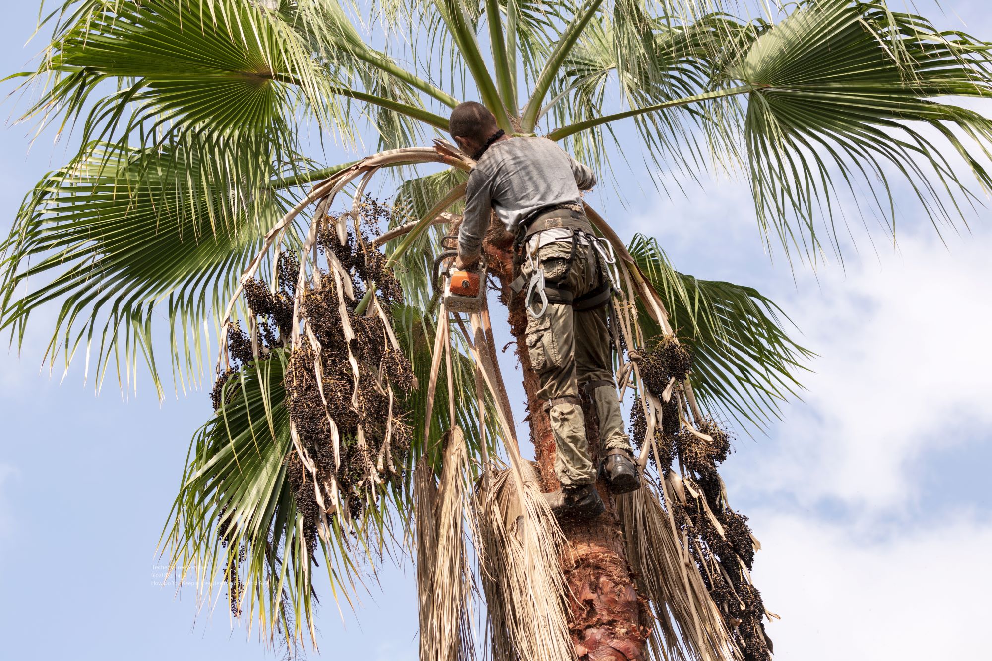 Tree Care Near Me Phoenix Arizona