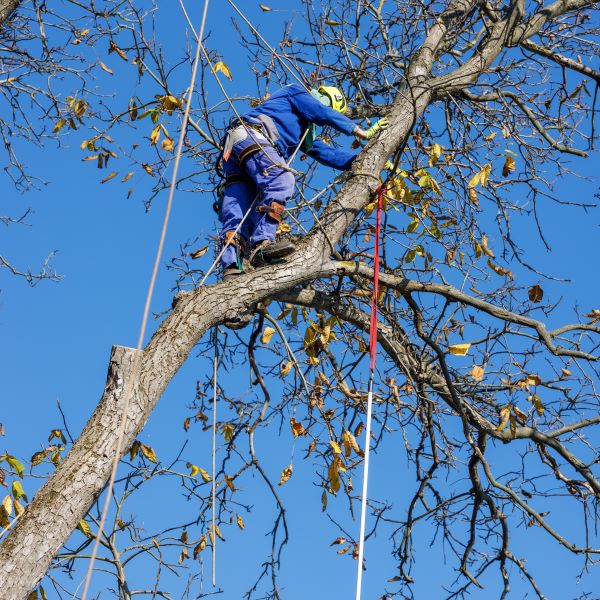 Tree Care Near Phoenix Az