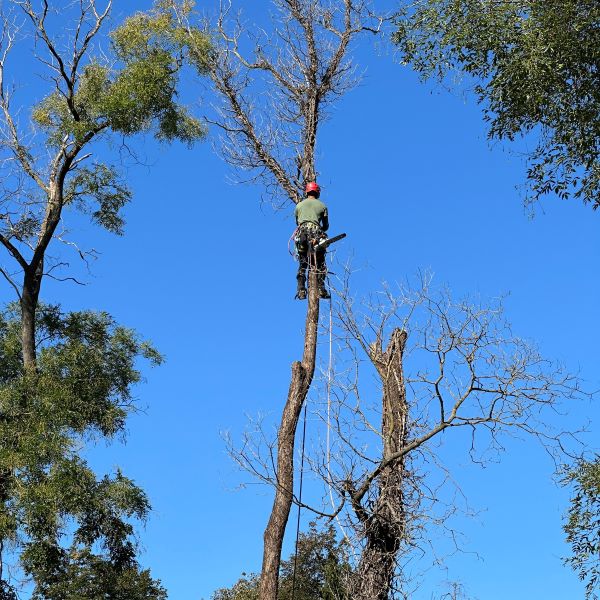 Tree Care Near Phoenix Arizona