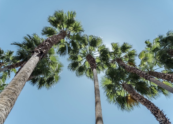 Tree Care Phoenix Az