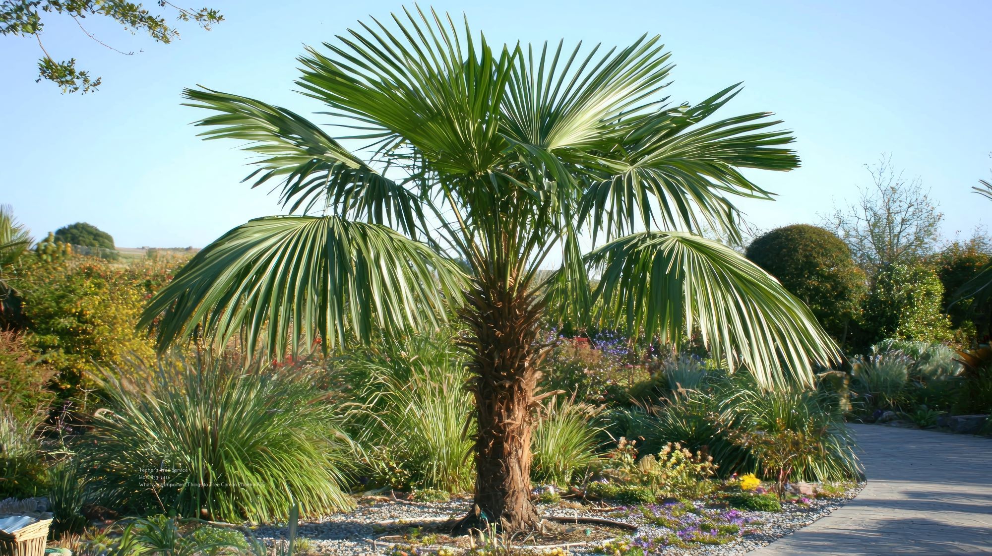 Tree Care Phoenix Az