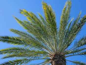 Tree Care Phoenix Arizona