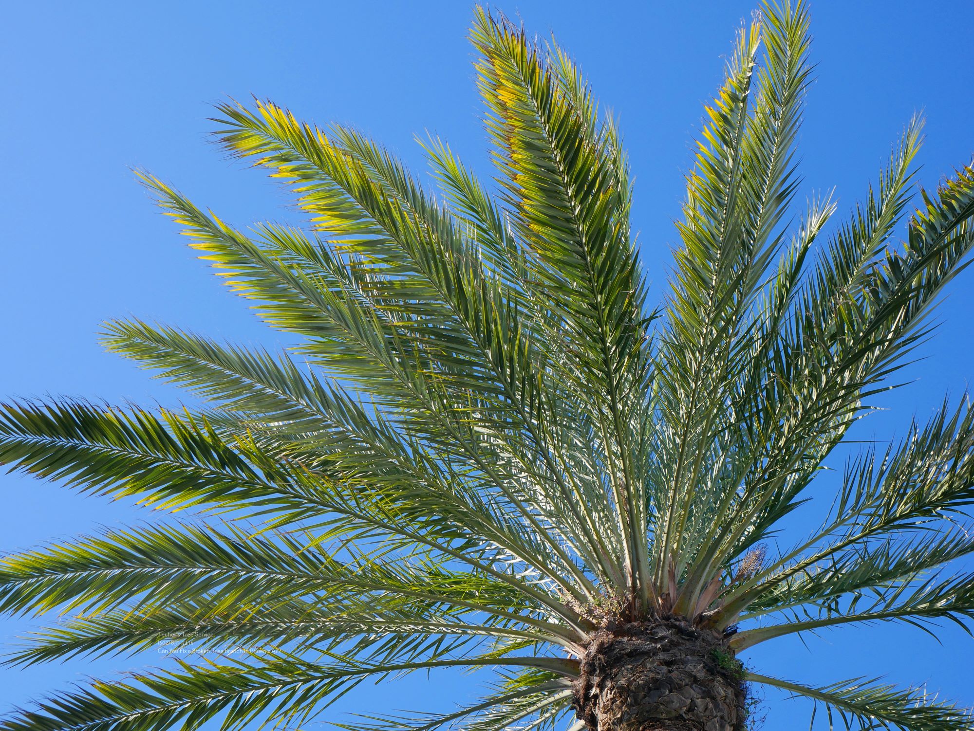 Tree Care Phoenix Arizona