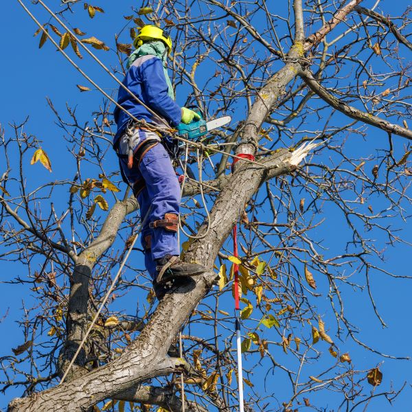Tree Care In Phoenix Arizona