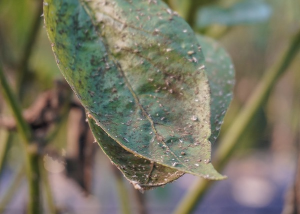 Tree Diseases:pests Az