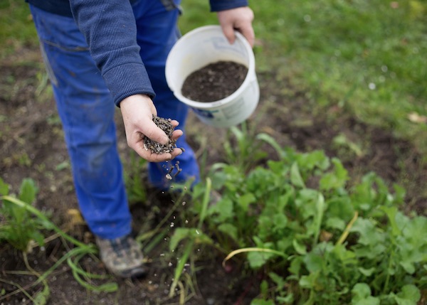Tree Fertilization Az