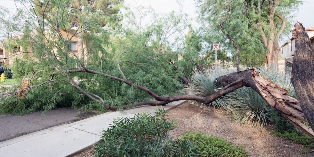 Tree Removal Chandler Arizona