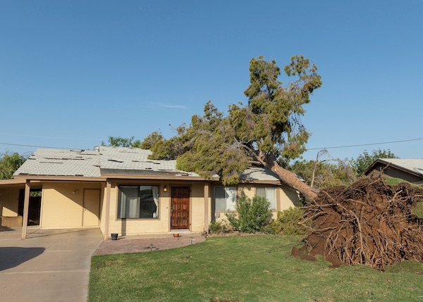 Tree Removal Near Me Ahwatukee Az
