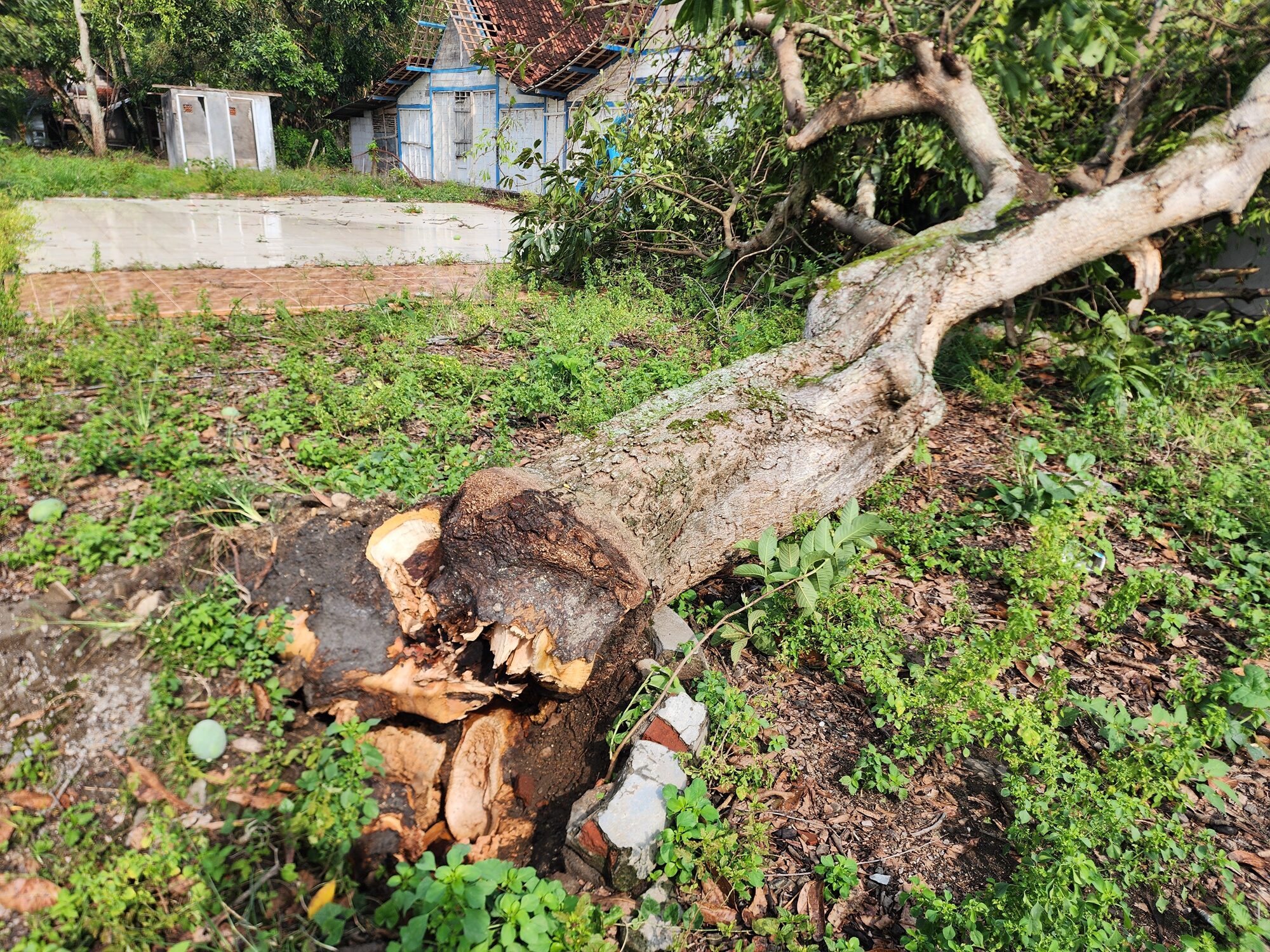 Tree Removal Phoenix AZ