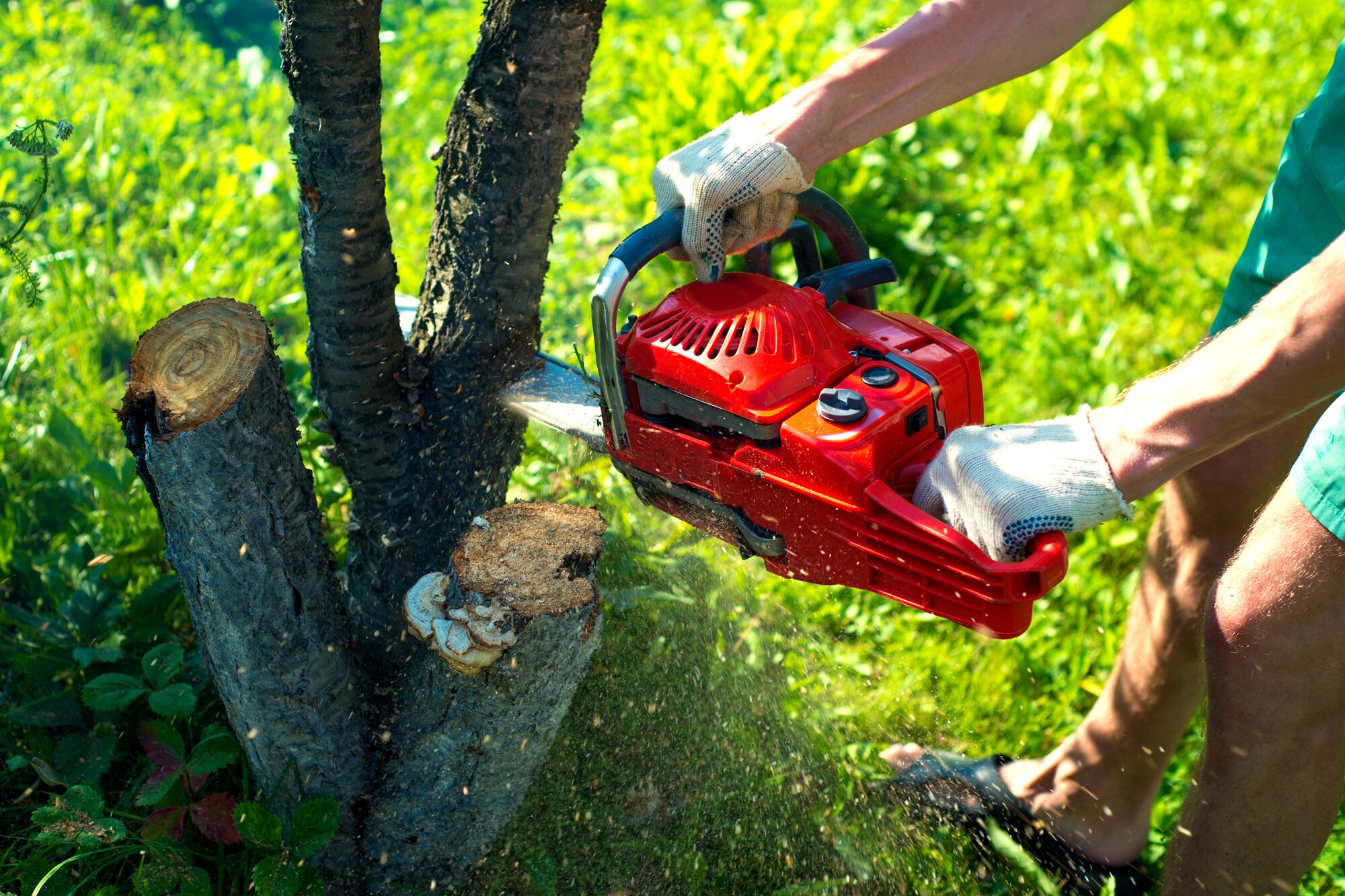 Tree Removal Phoenix AZ