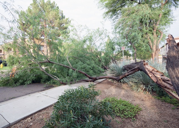 Tree Removal Tempe Az