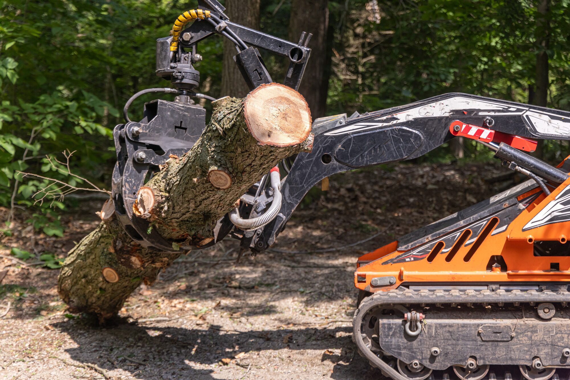 Tree Removal Phoenix AZ