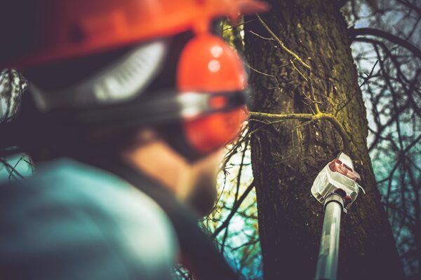 Tree Removal Near Me Phoenix AZ