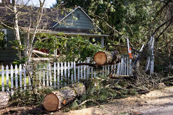 Tree Removal Near Me Phoenix AZ