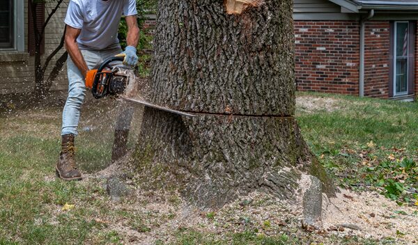 Tree Removal Near Me Phoenix AZ