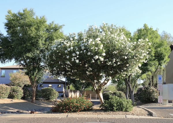 Tree Service Ahwatukee Az