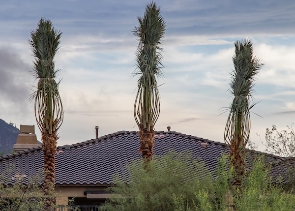 Tree Service Near Me Gilbert Az