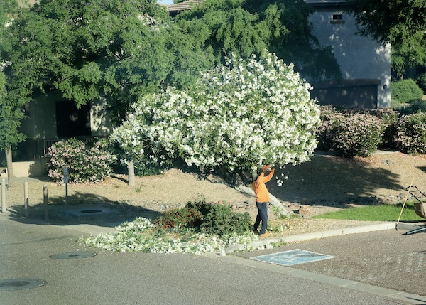 Tree Trimming Near Me Glendale Az