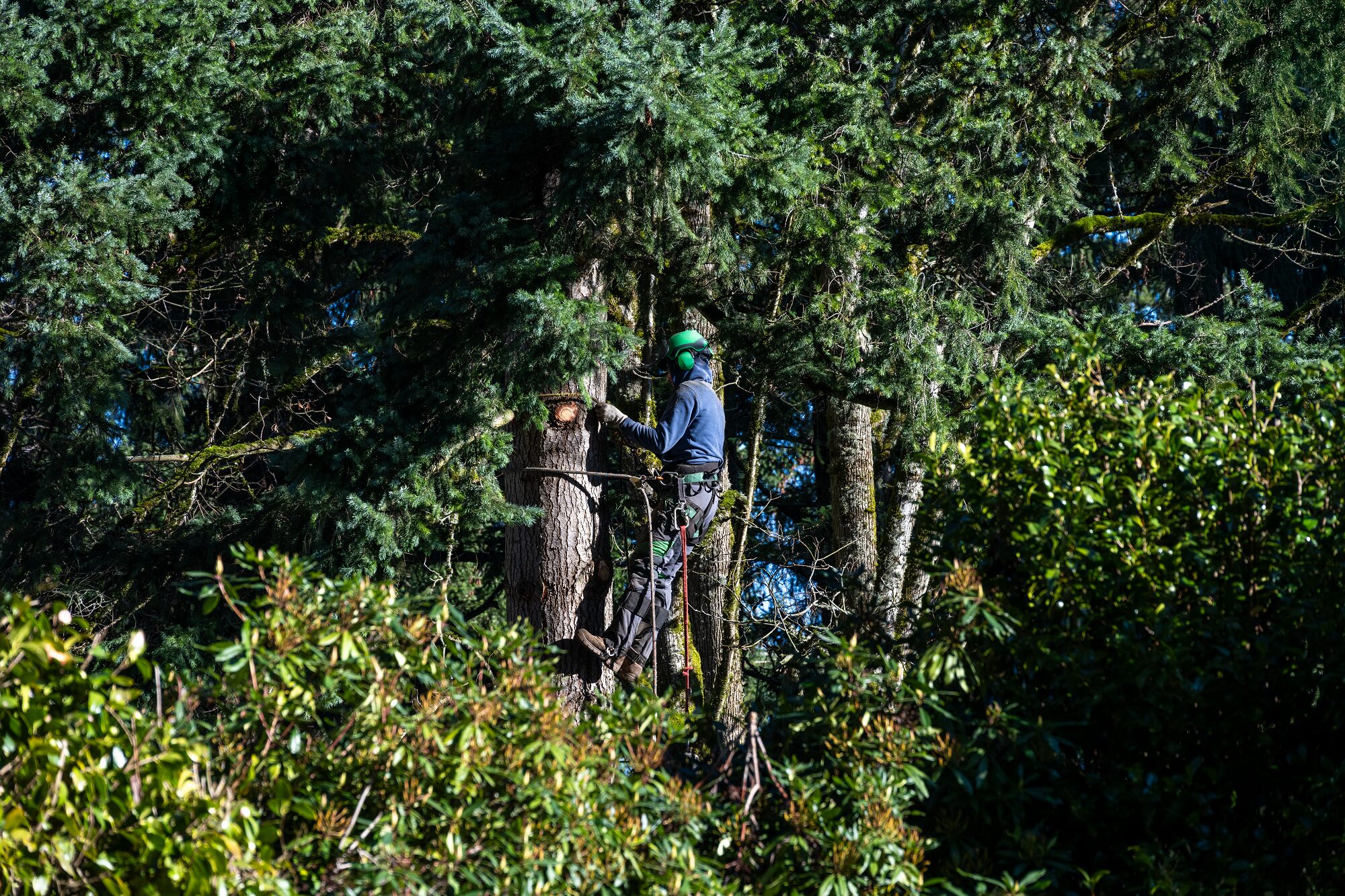 Tree Trimming Phoenix