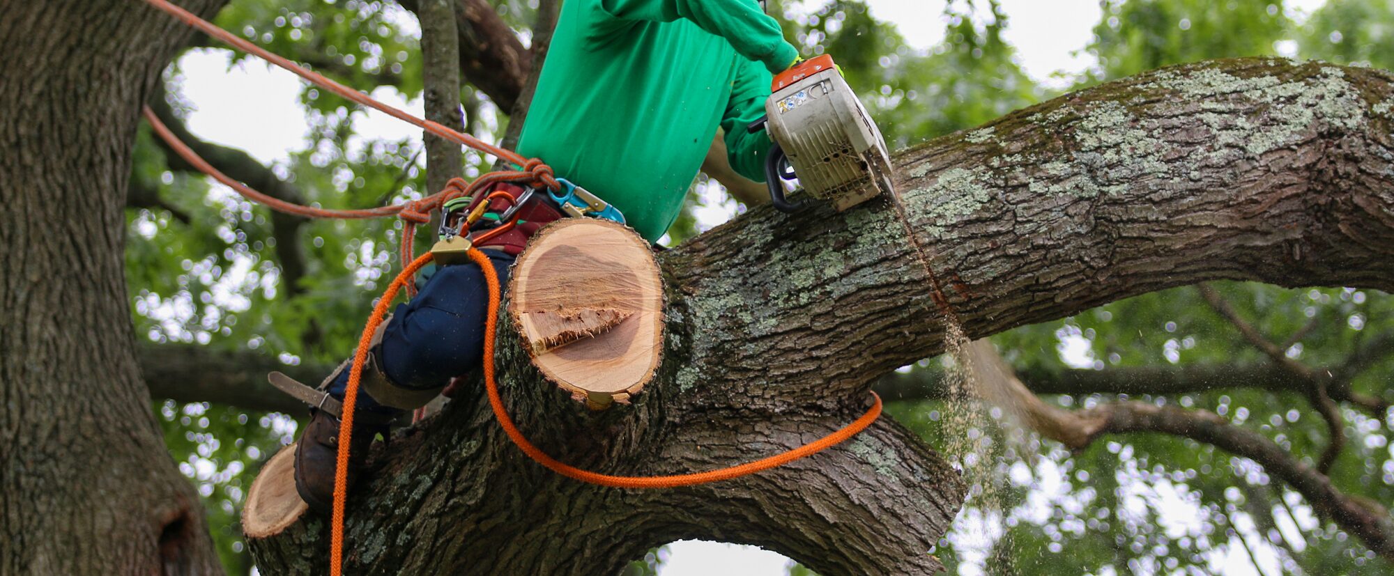 Tree Trimming Phoenix AZ