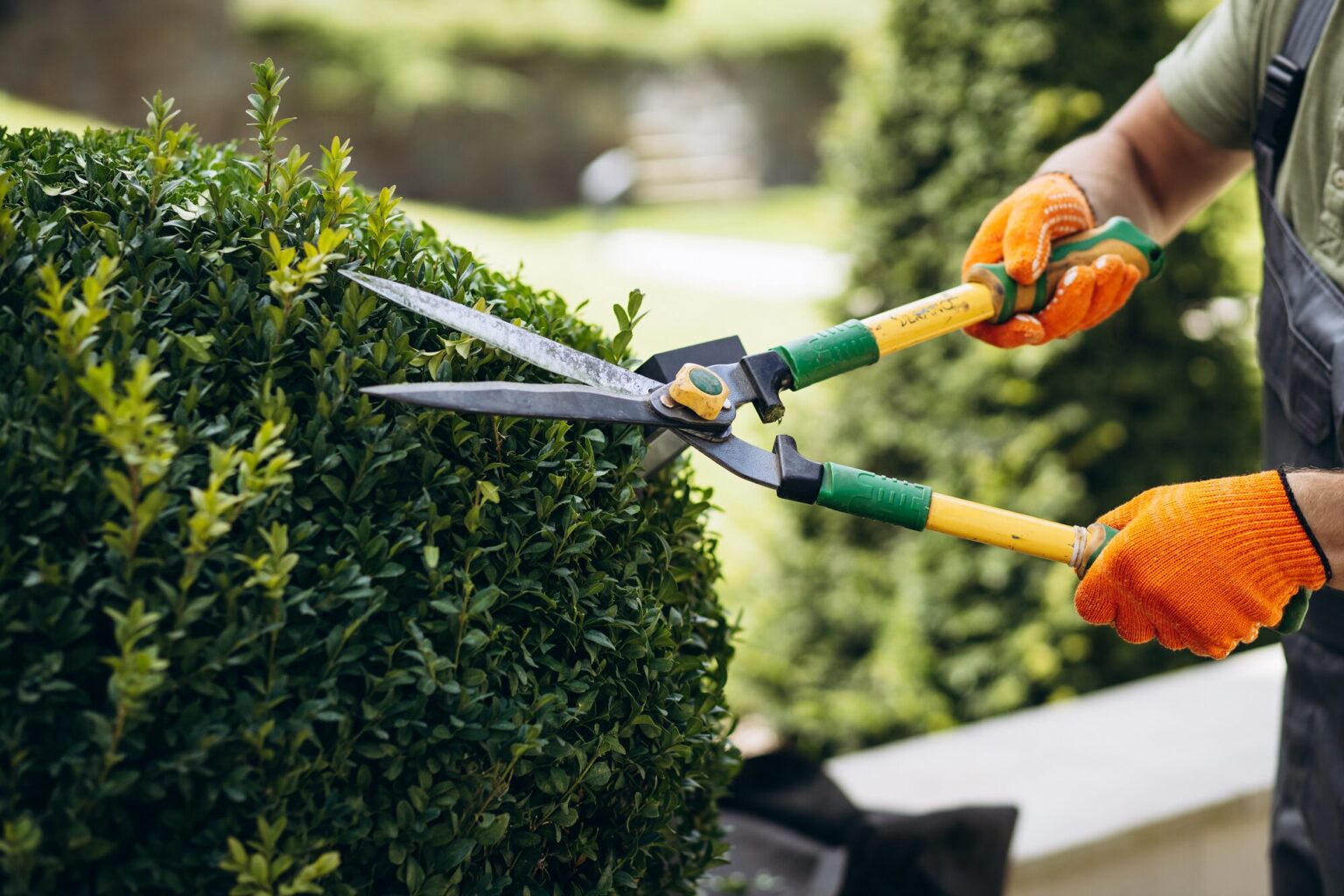 What is the difference between tree trimming and pruning? | Techer's ...