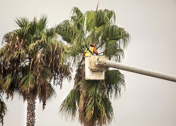 Tree Trimming Tempe Az