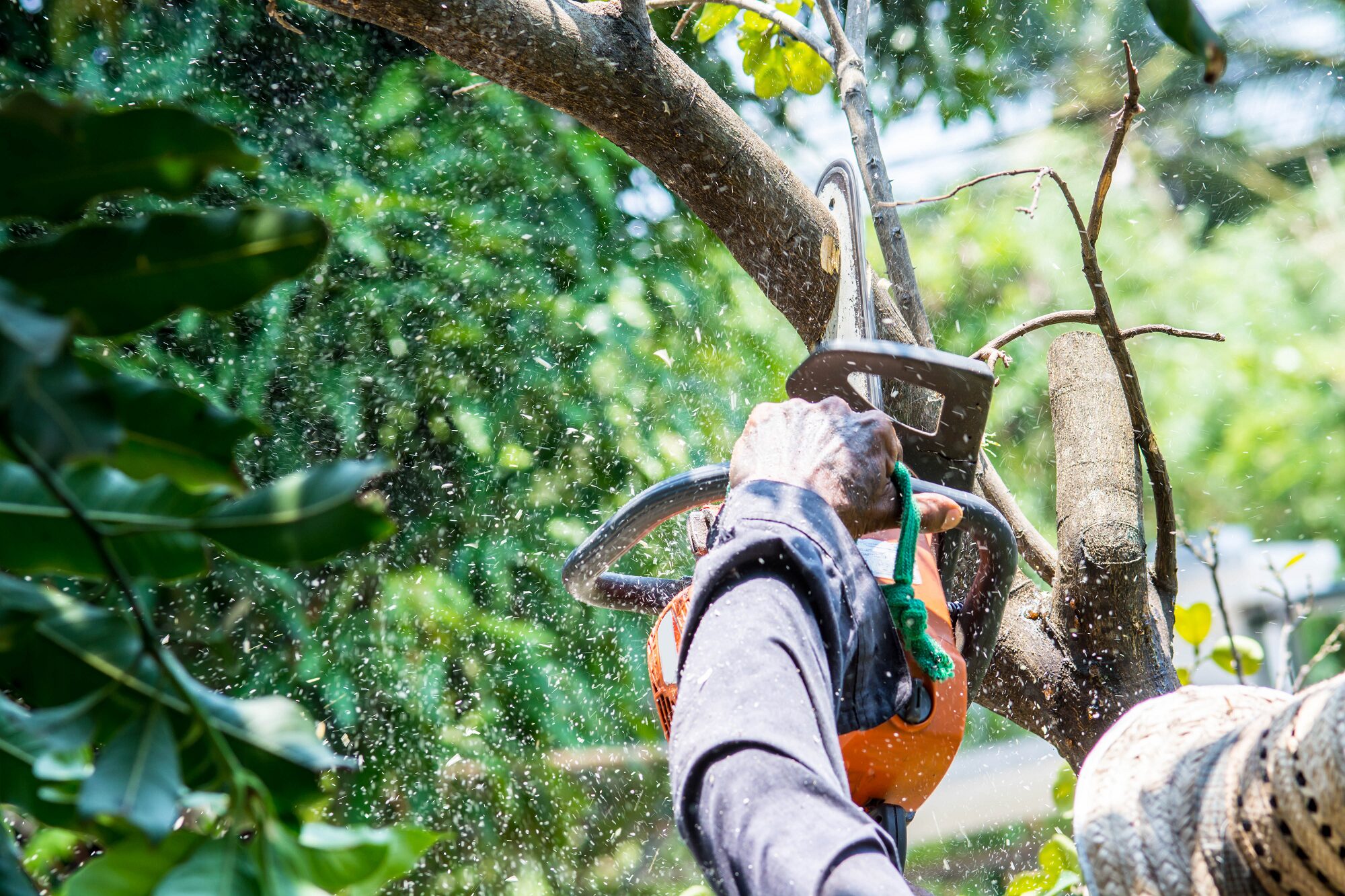 Tree Trimming in Phoenix AZ