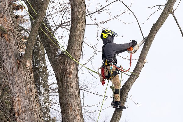 Tree Trimming near me Phoenix