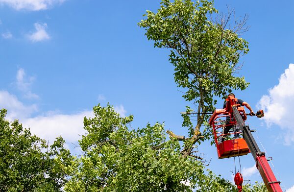 Tree Trimming near me Phoenix AZ