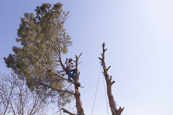Tree Trimming Near Me Phoenix Arizona