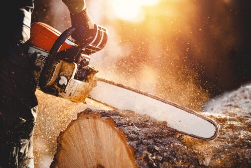 Commercial Tree Care Near Me Pheonix Az