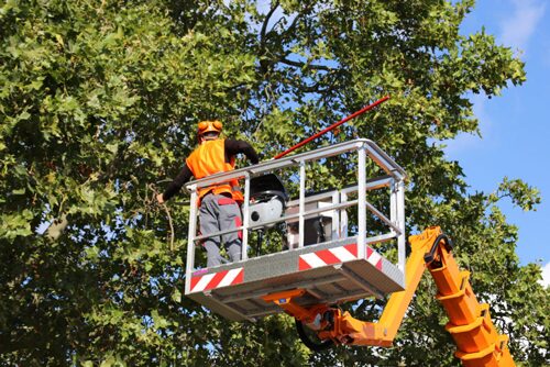 Commercial Tree Care Phoenix And Surrounding Areas