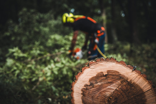 Commercial Tree Care Services in Central Arizona