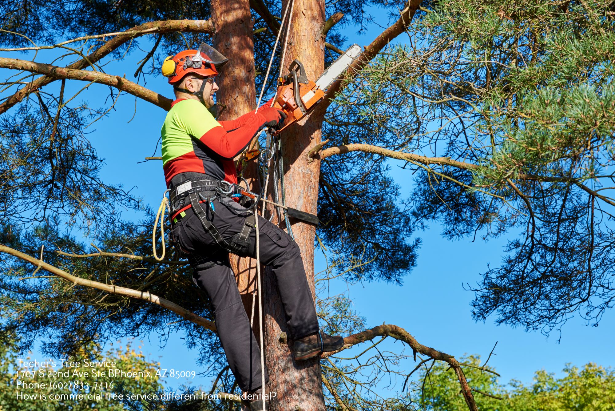 Commercial Tree Service Near Me Phoenix AZ