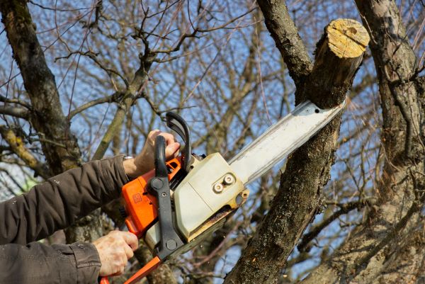 Commercial Tree Service Near Me in Phoenix AZ