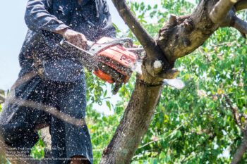 Commercial Tree Service Phoenix Az