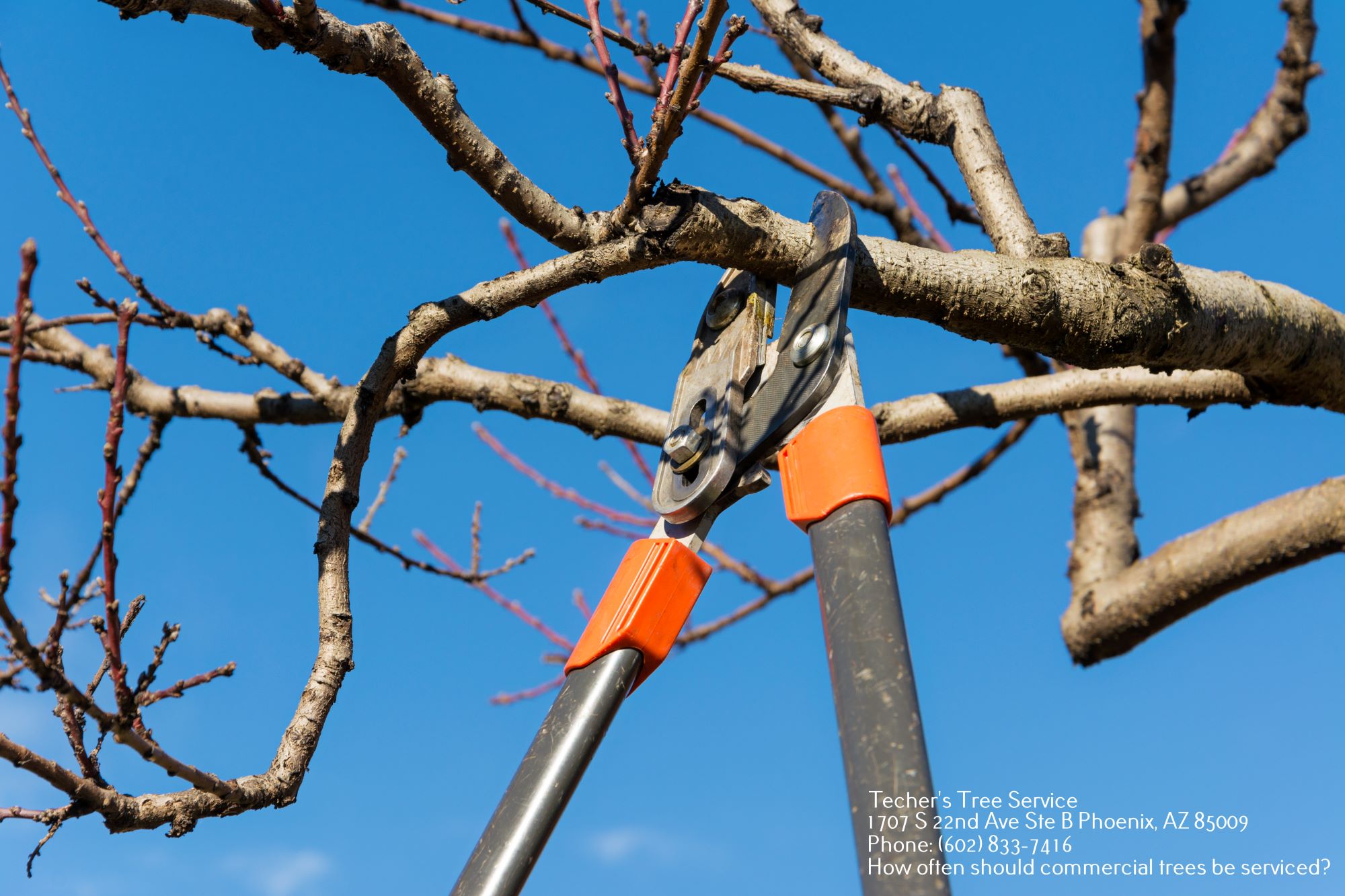 Commercial Tree Service Phoenix AZ