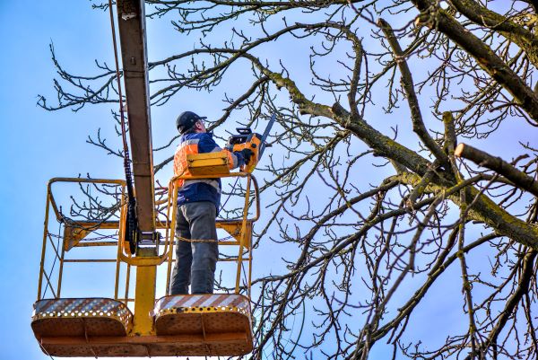 Commercial Tree Service In Phoenix Az