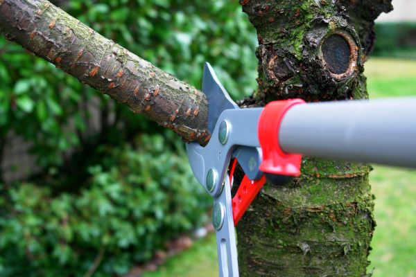 Commercial Tree Service In Phoenix