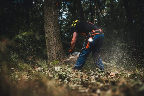 Expertise Commercial Tree Removal Az