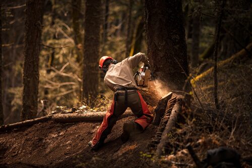 Expertise Commercial Tree Service Az